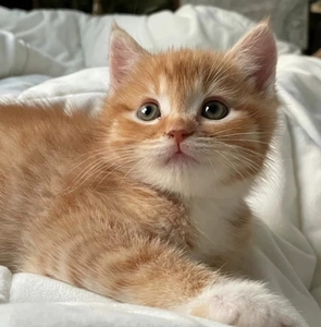 90tb470408113淘宝纯种中华田园大橘猫黑白粽虎斑狸花猫家养土猫