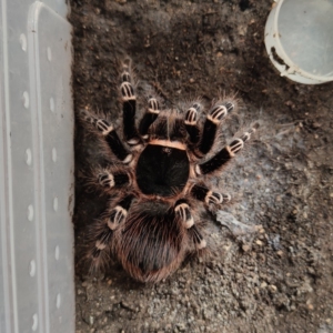 巴西白膝头13 母,白漆头限宁波自提