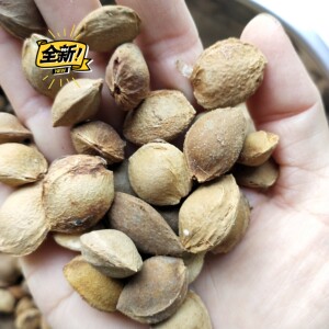 山杏核,野生山杏种子,杏树种子,杏核嫁接杏树苗李子苗的砧木感