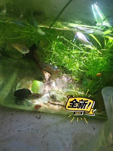 普叉鱼母的