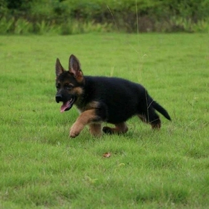黑背德牧德牧幼犬德牧狗狗 精品德牧宠物狗活体狗狗公母都有选宠