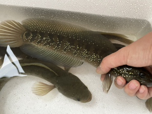 七星鱼,大量现货18-21公分左右,广东省内包邮发出.50条