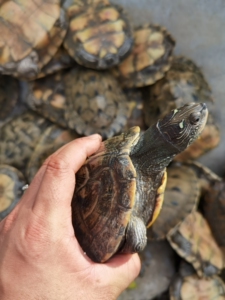 地图种龟冷水4年可以试蛋杂交一流1.5斤到1.8斤,按只卖每