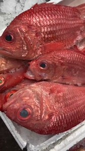 将军甲鱼深海鱼刺身