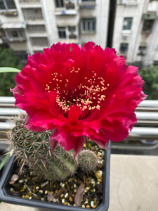 红衣主教仙人球