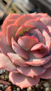 【克罗地亚多肉】克罗地亚多肉品牌,价格 - 阿里巴巴