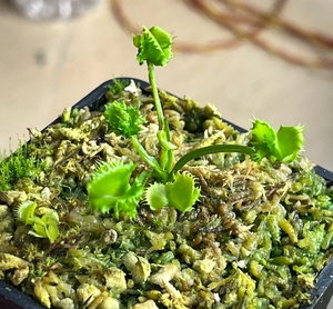 狼人镜像捕蝇草,仅展示