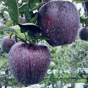 【果园直发】正宗高山冰糖心黑苹果 高端稀有黑苹果 新鲜花牛苹