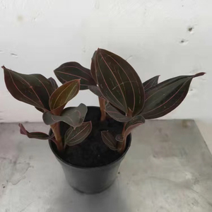 公石松,公石松一盆20.8包邮,原盆发货,需要直接拍,拍下后