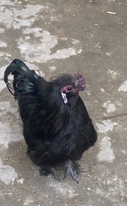 黑凤乌鸡种蛋，种鸡都是五爪，毛腿，凤头，蓝耳，8元一枚，亲测