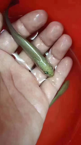 巨骨舌鱼苗海象10-12公分