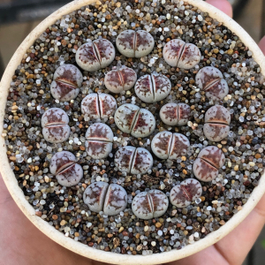 生石花c183a,岛田热唇,唇口很正!每一粒都是棚主精心挑出