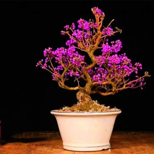 日本进口紫式部 紫珠 挂紫色小果 非常美,而且此树型到位,出