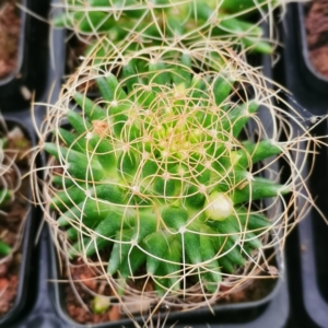 00woock淘宝乳突属仙人球琴丝丸龙 卷刺琴丝 像卷发一样的刺 不扎手