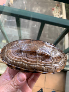 重刀刻纹小成体母草龟 七两多点  养定个体 便宜卖 喜欢来盘