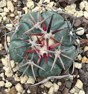 实生翠平丸 平丸 花王丸 强刺 狂刺仙人球