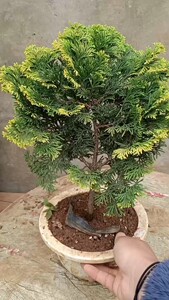 【孔雀柏盆景】孔雀柏盆景品牌,价格 - 阿里巴巴