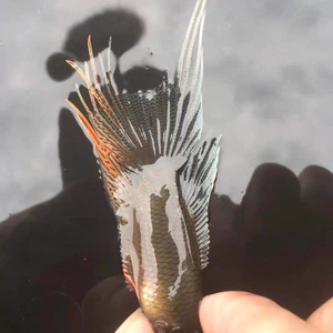 斗鱼,海南黑叉,25元一对,繁殖组合,两对包邮