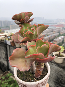 康康舞,包菜系多肉,粉绿色,漂亮的很,控养群生老桩,三头整群