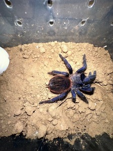 巴西大蓝蛛，7-8cm左右皮展8-9cm，新悦母