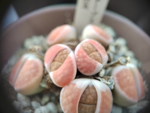 朱唇玉生石花,来自日本大棚