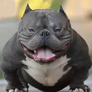 犬舍美国恶霸犬双血统恶霸犬斗牛犬纯种宠物狗活体体恶霸幼犬,三