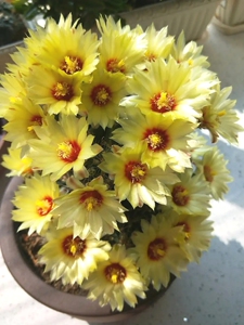 公认开花机器 龙王球 左旋龙王仙人球