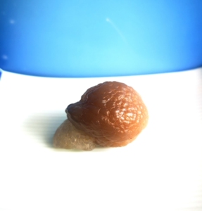 《蜗牛》阿拉善 戈壁石 象形 奇石 埃及玛瑙 小龟 小蜗牛一