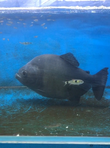 宽身秘鲁普黑,秘鲁黑食水虎鱼,34cm全品鱼,7888,全国