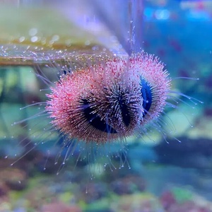 迷你海胆 迷你黑海胆 蓝礼服海胆 彩色海胆 除藻小海胆_阿里巴巴找货