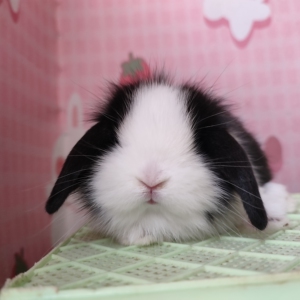 小偿领养宠物兔 黑白道奇垂耳兔