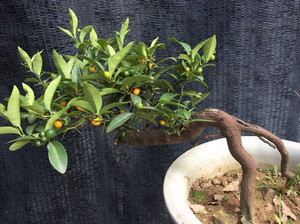 金豆龙桔盆景 提根 也可倒立做悬崖 现已有花有果 脱盆发货运