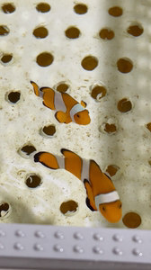 【黑公子小丑鱼】黑公子小丑鱼品牌,价格 - 阿里巴巴