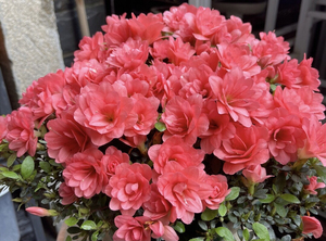 菊姬,皋月杜鹃,小叶重瓣花,原生及特色毛鹃嫁接,热门品种耐看