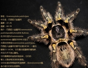 金色黑色相间的蜘蛛图片