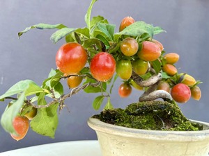 日本老鸦柿,品种:杨贵妃.日本丰田福树园出品.杨贵妃是在日本