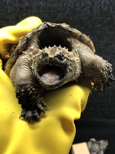 中美杂佛鳄龟 中美拟鳄龟 变异大鳄小鳄龟 大佛杂大小杂纯佛北