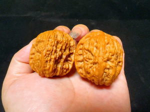 野生白蛇谷狮子头