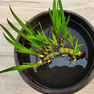 菖蒲水生盆栽植物庭院池塘养龟水培微造景观室内外水草