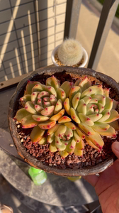 四头皮蛋,桩子木质化特别粗,东云多肉!市内送货.发货需脱土不