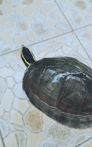 安布杂中华草龟3斤大母龟13年老龟全品!没有细节图不啰嗦私聊