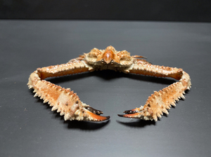 强壮武装紧握蟹 螃蟹标本博物收藏摆件陈列