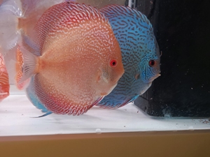 七彩神仙鱼蓝蛇