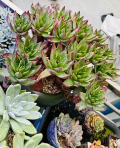 仙女杯杂交 帕莫瑞杂交 绿苹果叶杂交