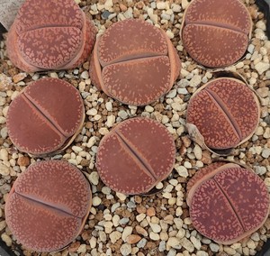 红宝石日轮生石花