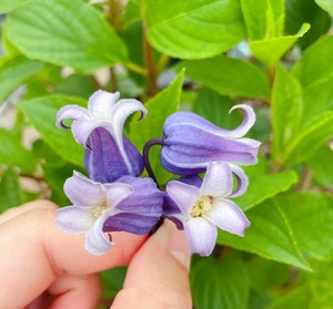高颜值铁线莲苏菲种子,勤花,蓝紫色的铃铛花朵,可以开出好多