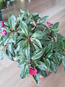 小凤仙花,正在开花期.一盆浅粉色,一盆深粉色.本人家里花太多