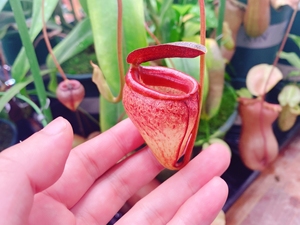 红叶细猪笼草 实物图a29号 扦插苗 有根