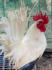 【帝王白矮脚鸡】帝王白矮脚鸡品牌,价格 - 阿里巴巴