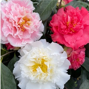 茶花特价,品种:三赛,白天鹅 赛牡丹 超级赛牡丹.三品三色一